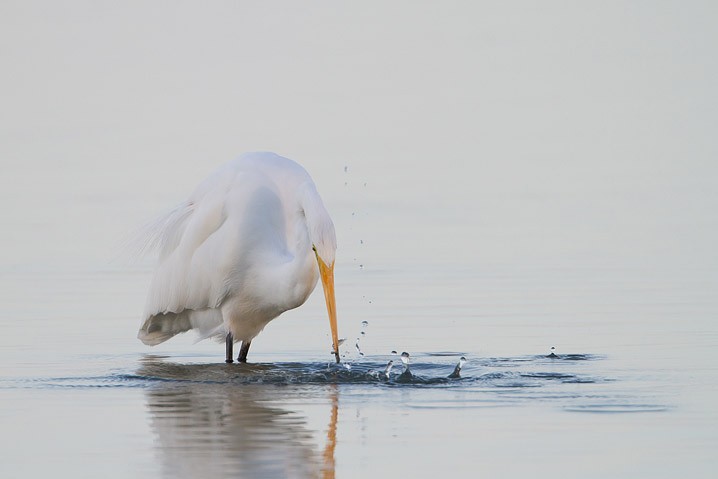 Silberreiher Ardea alba Great White Egret